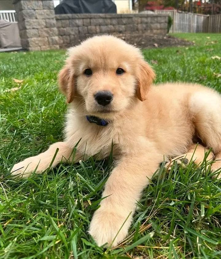 Golden Retriever Puppies// WhatsApp Me +972555077288 0