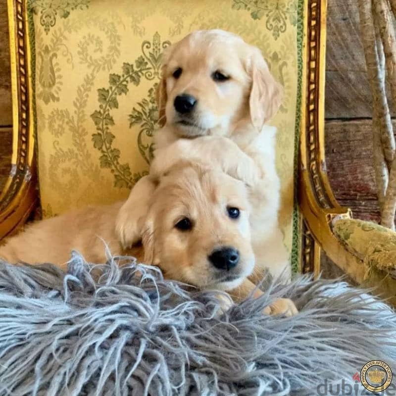 Golden Retriever Puppies// WhatsApp Me +972555077288 1