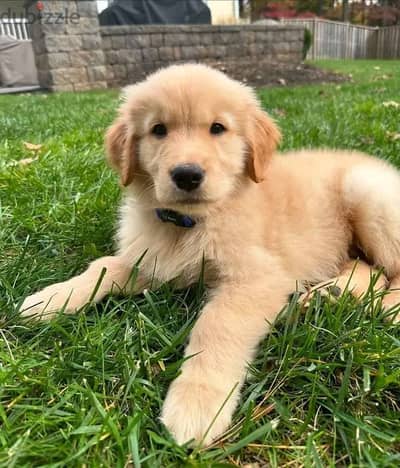 Golden Retriever Puppies// WhatsApp Me +972555077288