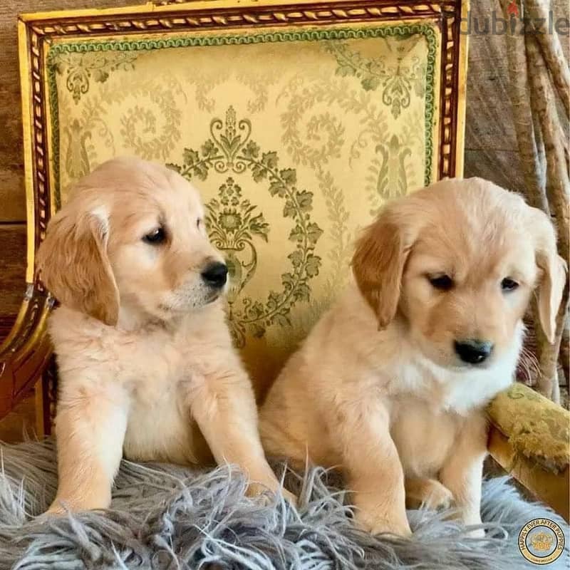 Golden Retriever Puppies Whatsapp me +972553390216 1