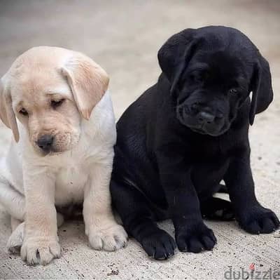 Labrador Retriever Puppies// WhatsApp Me +972555077288