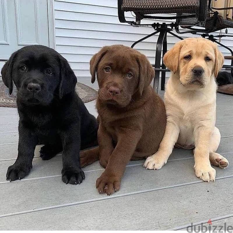 Labrador Retriever Puppies// WhatsApp Me +972555077288 1