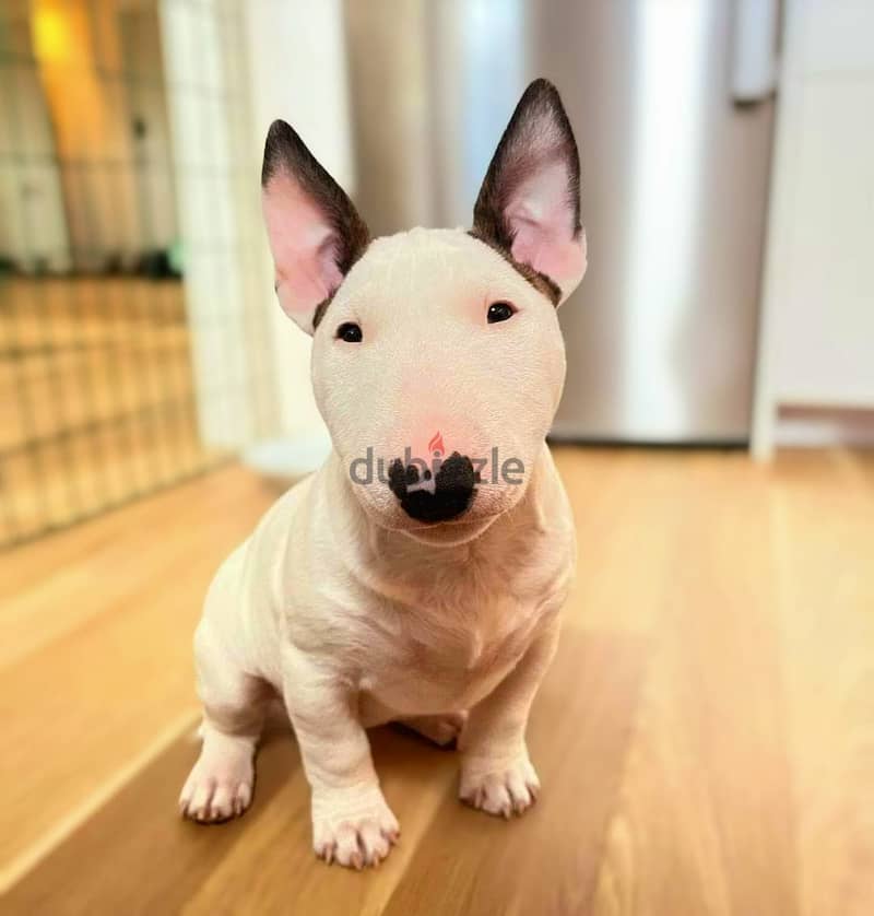 Bull Terrier Puppies// WhatsApp Me +972555077288 1