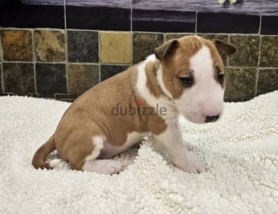 Bull Terrier Puppies. Whatsapp me +972553390216.