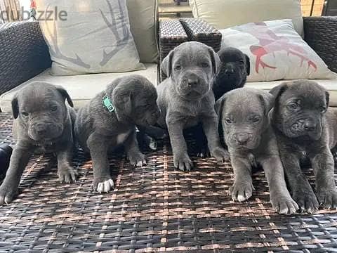 Cane Corso Puppies// WhatsApp Me +972555077288 1