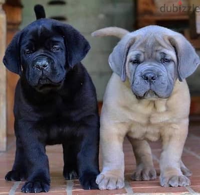 Cane Corso Puppies// WhatsApp Me +972555077288