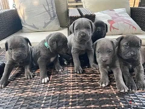 Cane Corso Puppies// WhatsApp Me +972555077288 1