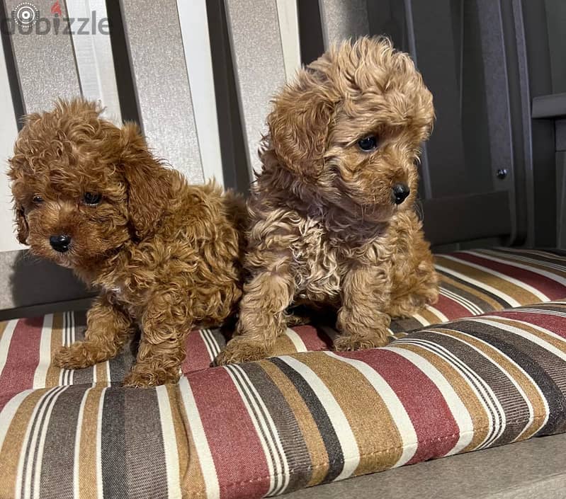 Toy Poodle Puppies// WhatsApp Me +972555077288 0