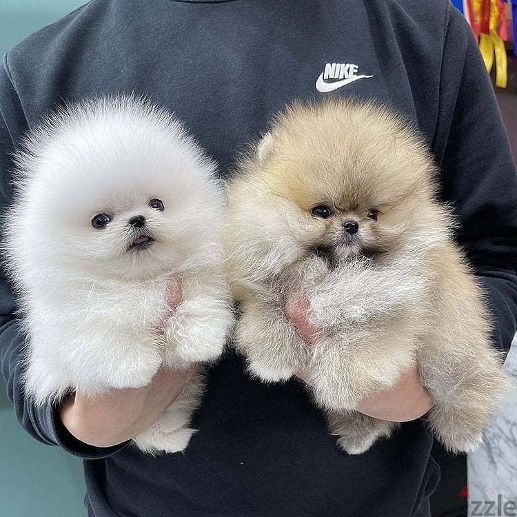 Pome_ranian Puppies 0