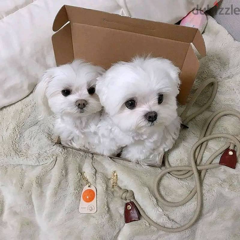 Maltese Puppies Whatsapp me +972553390216 1