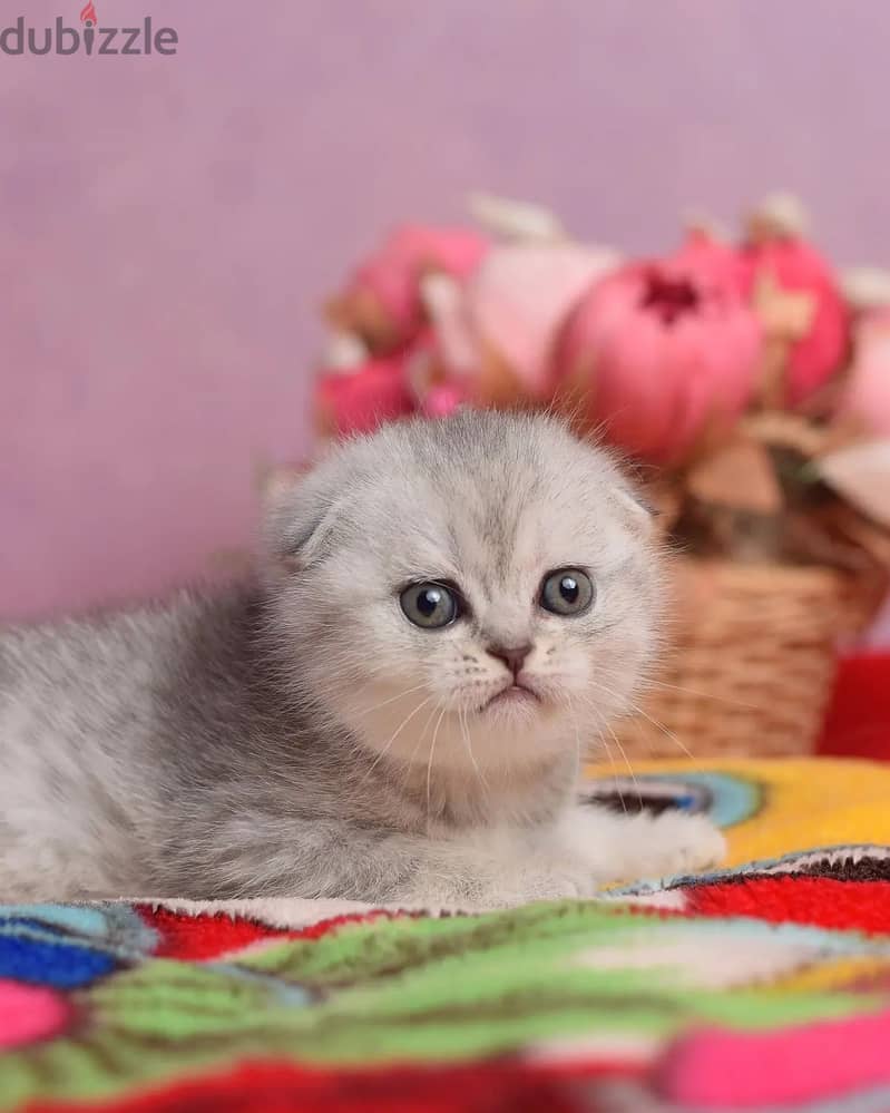 Scottish Fold Kitten 2