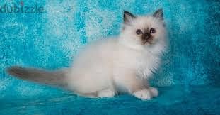 Whatsapp Me +96878738119 Birman for sale 0