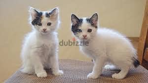 Whatsapp Me +96878738119 Japanese Bobtail for sale