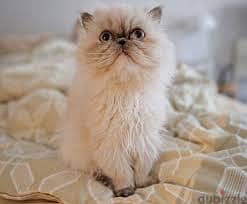 Whatsapp Me +96878738119 Persian Cat for sale