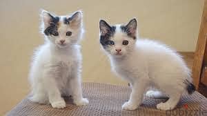 Whatsapp Me +96878738119 Japanese Bobtail for sale