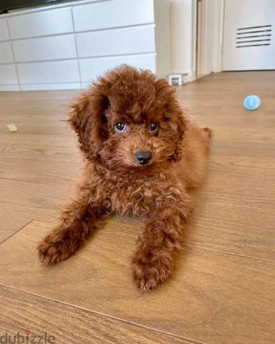 poodle available for rehoming