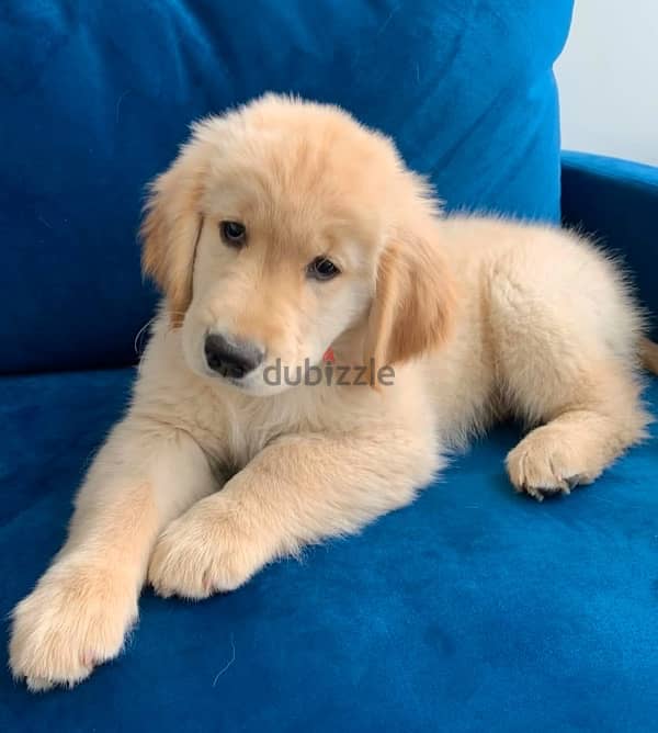 Golden retriever for sale 1