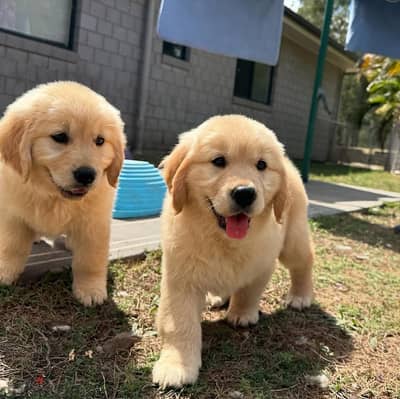 Golden Retriever// Whatsapp +97455937699