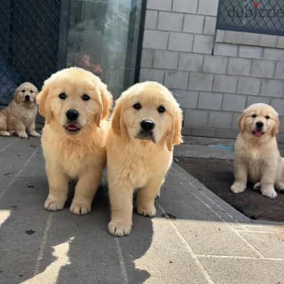 Golden Retriever// Whatsapp +97455937699