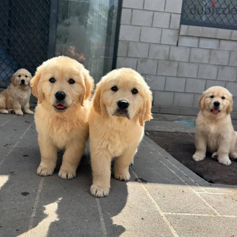 Golden Retriever// Whatsapp +97455937699 0