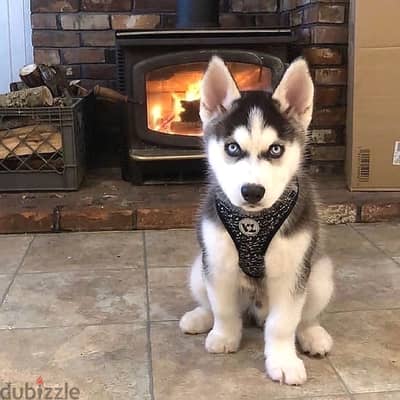 Siberian husky// WhatsApp +97455937699