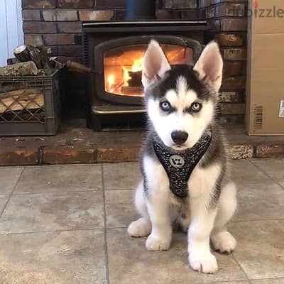 Siberian husky// WhatsApp +97455937699