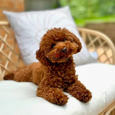 Poodle Puppies// Whatsapp +971552543679