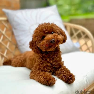 Poodle Puppies// Whatsapp +971552543679