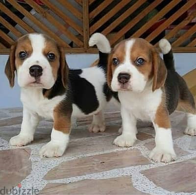 Beagle puppies//WhatsApp +971502618837