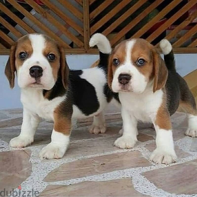 Beagle puppies//WhatsApp +971502618837 0