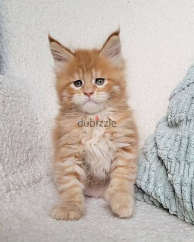 Maine Coon// Whatsapp +97455937699