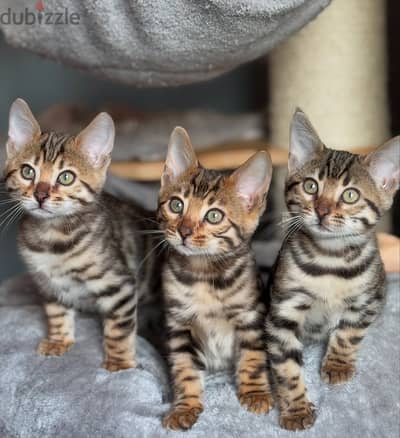 Bengal kitten// WhatsApp +97455792932