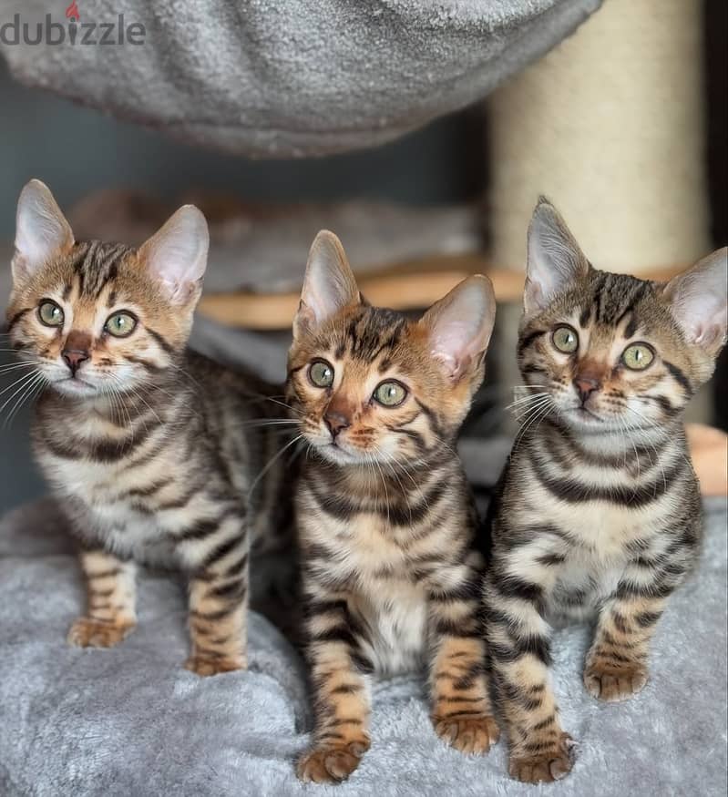 Bengal kitten// WhatsApp +97455792932 0