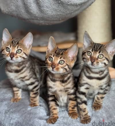 Bengal kitten// WhatsApp +97455792932