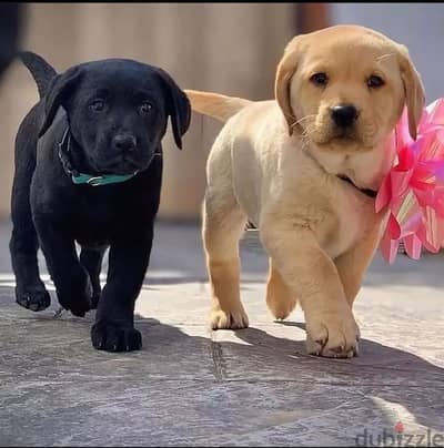 Labrador puppies// WhatsApp +971552543679