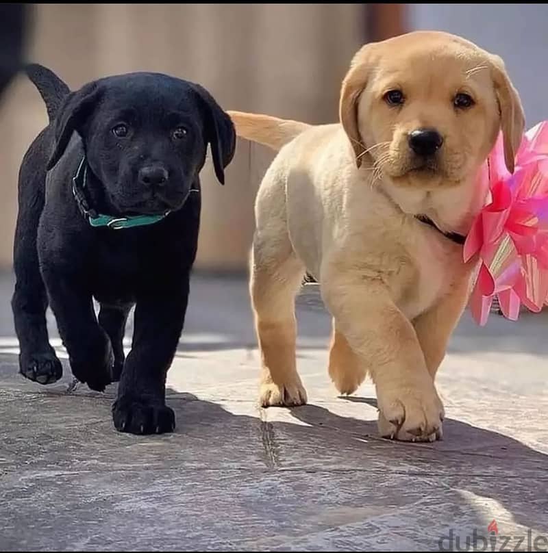 Labrador puppies// WhatsApp +971552543679 0