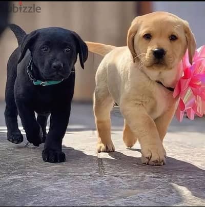 Labrador puppies// WhatsApp +971552543679