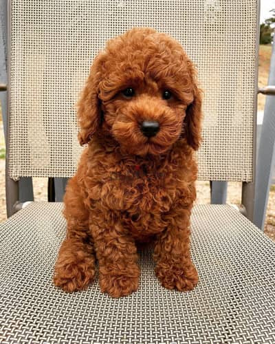 Poodle puppies// Whatsapp +971502618837