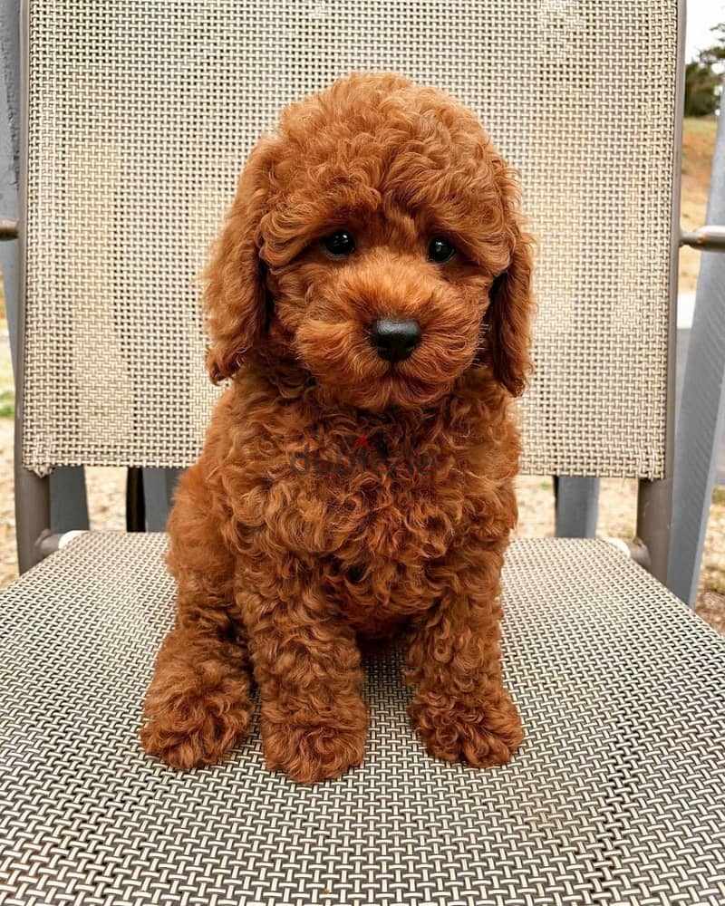 Poodle puppies// Whatsapp +971502618837 0