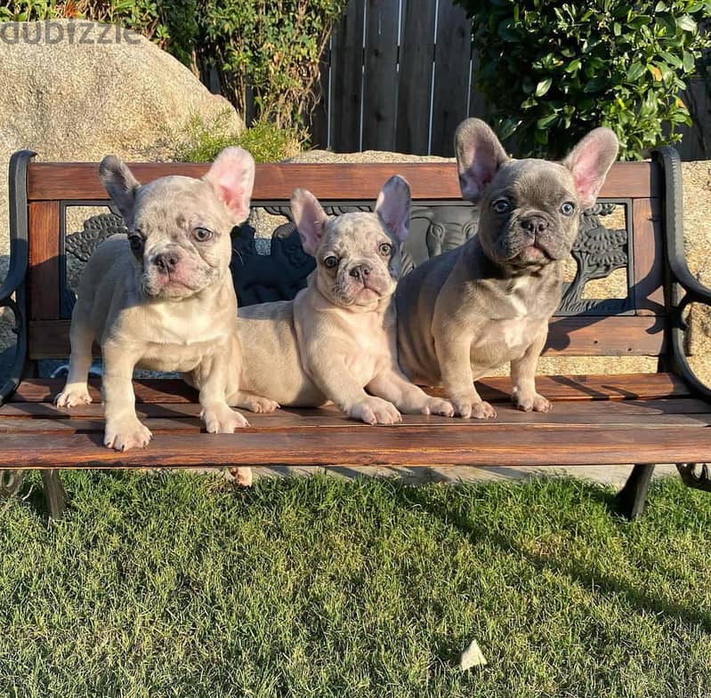 French Bulldog Puppies// WhatsApp Me +972555077288 1