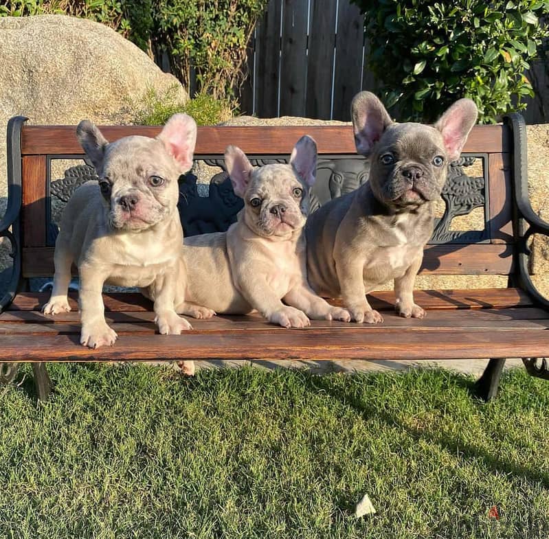 French Bulldog Puppies// WhatsApp Me +972555077288 1