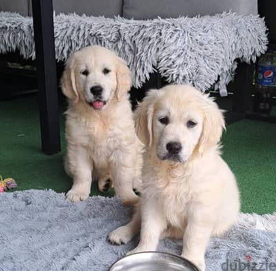 Golden Retriever puppies