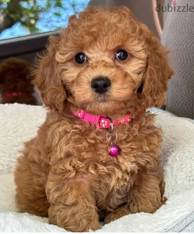 Poodle Puppies