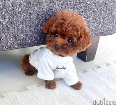 Mini toy Poodle puppies