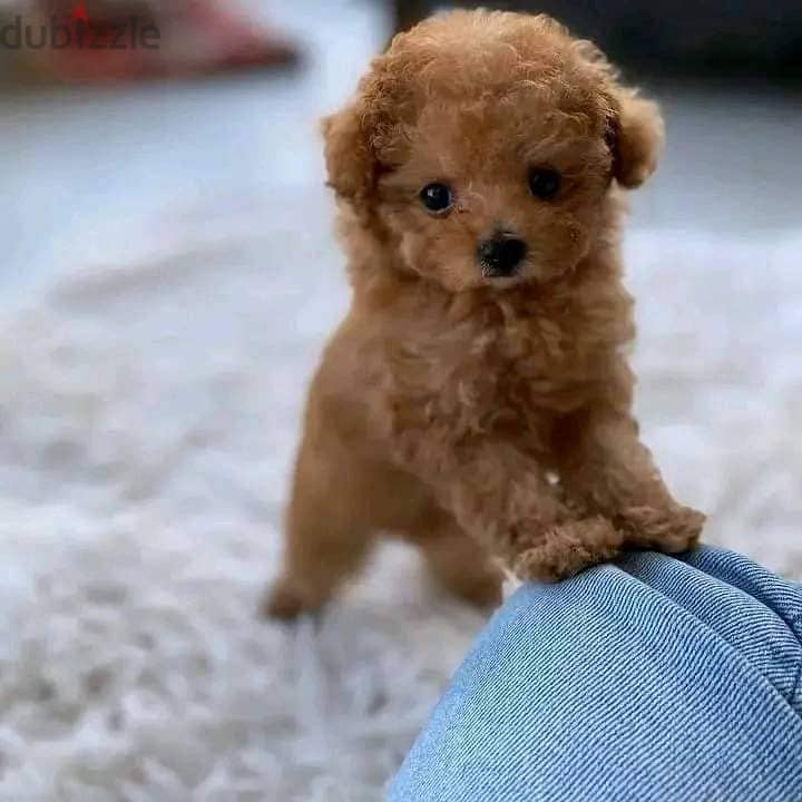 Poodle Puppies 0