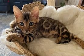 Whatsapp Me +96878738119 Bengal Cat for sale