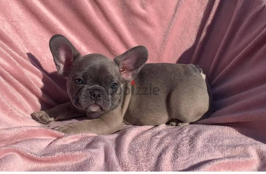 French Bulldog Puppies. Whatsapp me +972553390216. 0