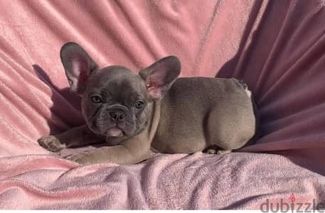 French Bulldog Puppies// WhatsApp Me +972555077288