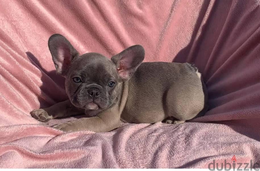 French Bulldog Puppies. Whatsapp me +972553390216. 0