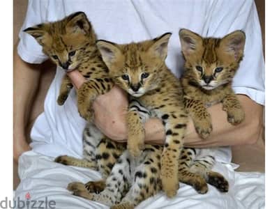 F1 Savannah kitten Available